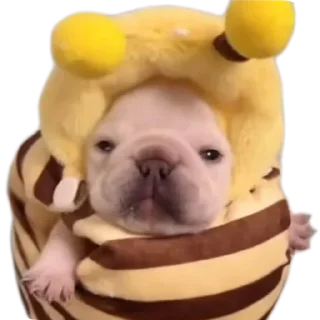 Telegram sticker 🐶 Больше стиков тут: @stikery4