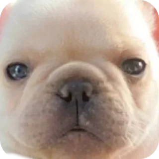 Telegram sticker 🐶 Больше стиков тут: @stikery4