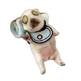 Sticker 🐶 Больше стиков тут: @stikery4