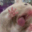 Video sticker 👅 cute hamsters