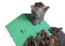 Telegram sticker 🙌 cute hamsters