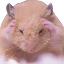 Telegram sticker 🙉 cute hamsters