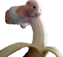 Telegram sticker 🍌 cute hamsters