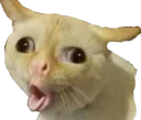 Telegram sticker 🤪 cute hamsters