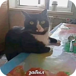 Video sticker 👍 @zxcloud1