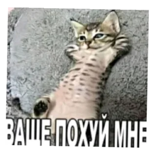 Telegram sticker 🖼 @zxcloud1