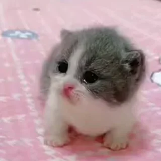 Video sticker 🐈 скелетоня