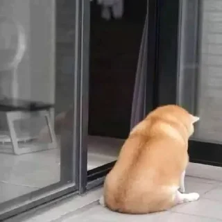 Video sticker 😥 Tracker’s Shoober Pack