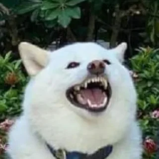 Video sticker 😄 Tracker’s Shoober Pack
