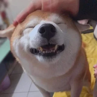 Video sticker ❤ Tracker’s Shoober Pack