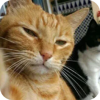 Video sticker 🐱 Ah ah ah ah ammm
