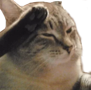 Telegram sticker 🐱 Silence's 🥀