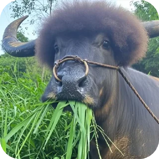 Telegram sticker 👍 @zuoci223左慈专用