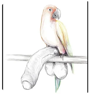 Telegram sticker 🐦 Кыргыз стикерпак