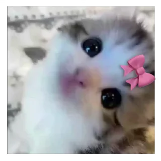 Video sticker 🐈 𝐕𝐀𝐍𝐒𝐇𝐈𝐊𝐀 𝐒𝐈𝐍𝐆𝐇 𝐑𝐀𝐓𝐇𝐎𝐑𝐄
