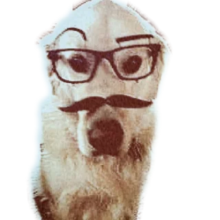 Telegram sticker 🐶 RACK$ @whoisstawch