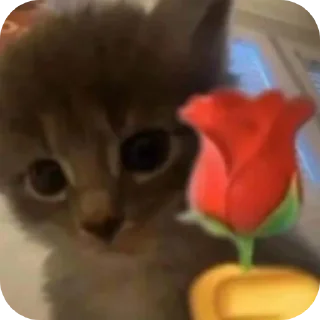 Telegram stiker 🐱 stiker nh loy