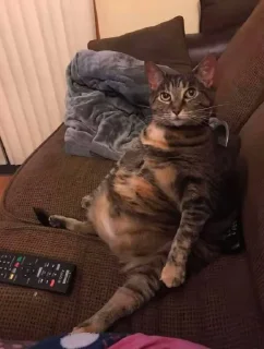 Video sticker 🤩 Хз @TgEmodziBot