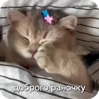 Video sticker ☺️ @just_a_humble_cat Car Gifs 1