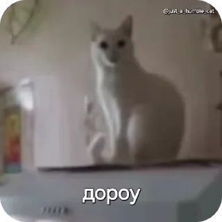 Video sticker 🤝 @just_a_humble_cat Car Gifs 1