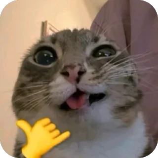 Video sticker 🫥 бебебе