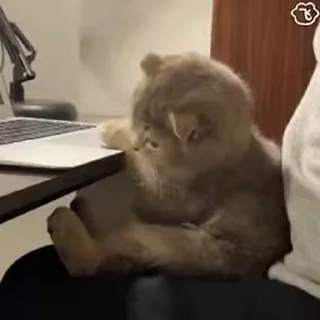 Video sticker ⭐ Thẻo vô tri