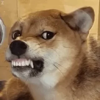 Telegram sticker 🙄 币圈避雷针Gamefi社区：https://t.me/bileizhen981107