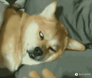 Telegram sticker 🤪 币圈避雷针Gamefi社区：https://t.me/bileizhen981107