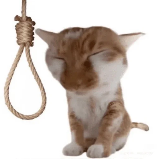 Telegram sticker 👍 SAM MÍDIAS