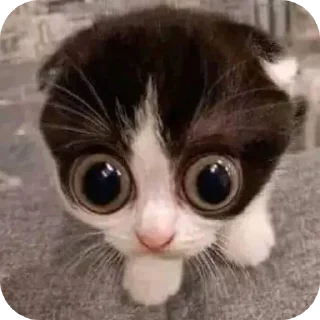 Video sticker 🐱 K-101