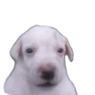 Telegram sticker 🐶 K-101