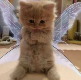 Телеграм стикер 🐱 Random th :: @fStikBot