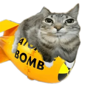 Telegram sticker 🐱 Сигма кот✅