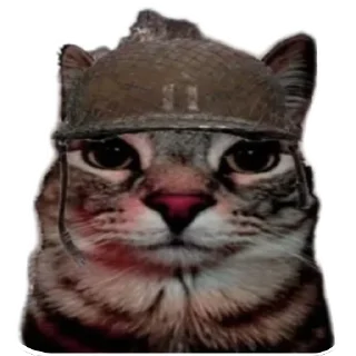 Sticker 🐱 Сигма кот✅