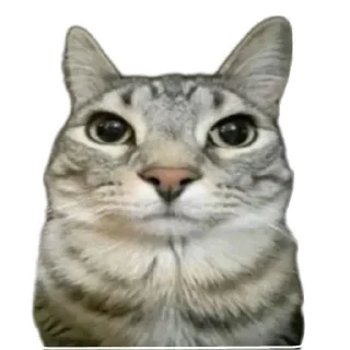 Video sticker 🐱 Сигма кот✅