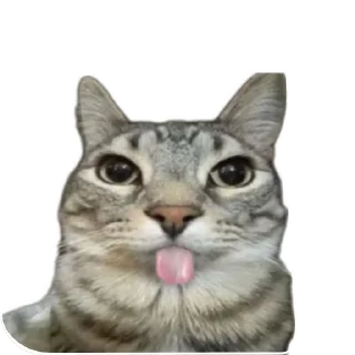Telegram sticker 🐱 Сигма кот✅