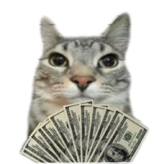 Telegram sticker 🐱 Сигма кот✅