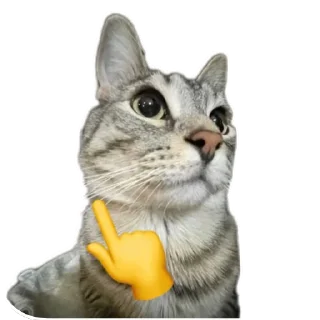Video sticker 🐱 Сигма кот✅