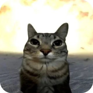 Video sticker 🐱 Сигма кот✅