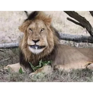 Telegram sticker 👍 Pidorasi by Аквамарин