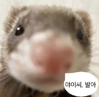 Telegram sticker 🖕 판도루 동물콘2 :: @the_pann