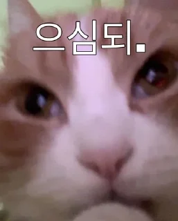 Telegram sticker 🤔 판도루 동물콘2 :: @the_pann