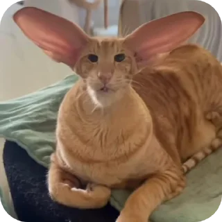 Video sticker 👍 KSJSJDJDJDSJAKAJFJCK