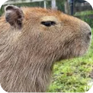 Телеграм стикер 🎫 Was Capybara
