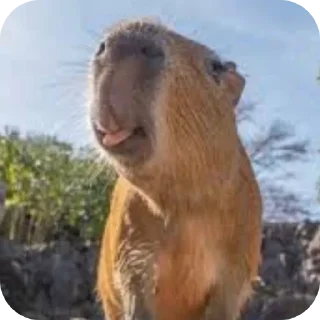 Телеграм стикер 🐦 Was Capybara