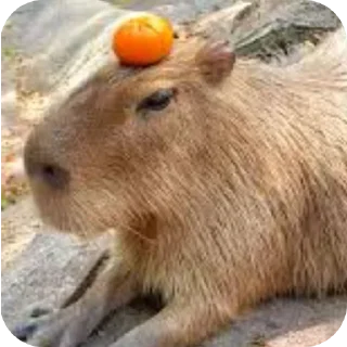 Video sticker 🐦 Was Capybara