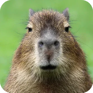 Sticker 🎫 Was Capybara