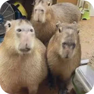 Телеграм стикер 🐦 Was Capybara