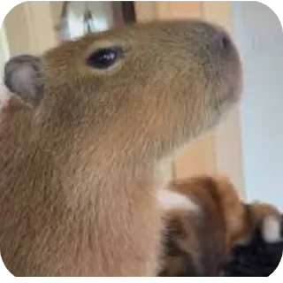 Video sticker 🐶 Was Capybara