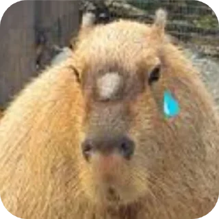 Video sticker 🐶 Was Capybara